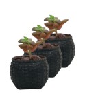 Mini Çiçek Saksı Küçük Sukulent Siyah Kaktüs Saksısı 3lü Set Sepet Örgü Model
